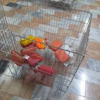 گیره،تیله،ویترین،سبد حراجی،لامپ|فروشگاه و مغازه|خوی, |دیوار