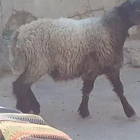 یک عدد بره ته میش روم عالی|حیوانات مزرعه|شیراز, رحمت‌آباد|دیوار
