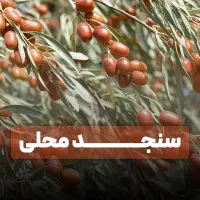 فروش نهال سیب با ضمانت و گرایی زیاد ارسال فوری