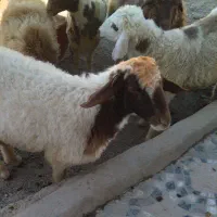 گوشت ارزان و با کیفیت بالا