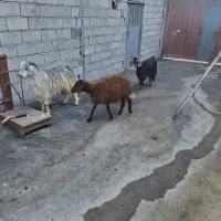 بره و بز و بزغاله نر
