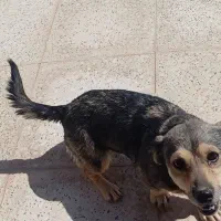 عروس هلندی و سگ پاکوتاه