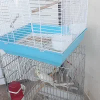 عروس و مرغ عشق با قفس