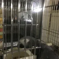 کاسکو تیمنه