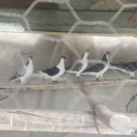 کبوتر دمگیر زرهی خرقه