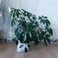 گل طبیعی|گل و گیاه طبیعی|جوانرود, |دیوار