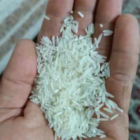 برنج شالی ۹۰روزه درجه یک