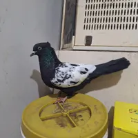 کفتر سینه دم سیاه. طوقی