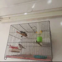 ۷عدد قفس با لوازم  مناسب