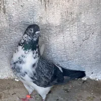 کفتر