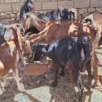 بز و کهره