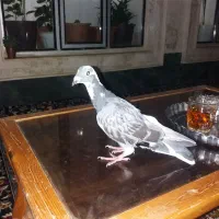 دوبرماده