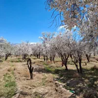 فروش زمین با شرایط ویژه|فروش زمین و ملک کلنگی|تفت, |دیوار