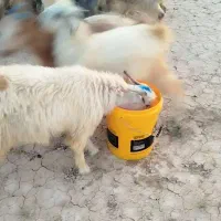 بز وکهره