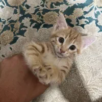 واگذاری گربه دوماهه