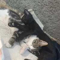 گربه مادر با دو توله هاش رایگان واگذار میشن|گربه|قنوات, |دیوار