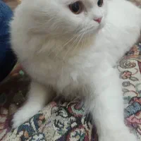 گربه اسکاتیش پرشین ماده