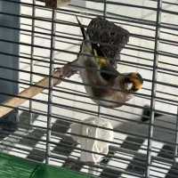 سهره نر|پرنده|کهریزک, |دیوار