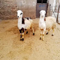 فروش دو تا بره قوچ بی گوش|حیوانات مزرعه|بروجرد, |دیوار