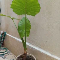 گل بابا ادم