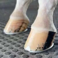 نعلبندی ( نعل بندی) اسب