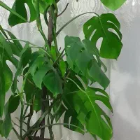 یوکا‌و‌برگ‌انجیری