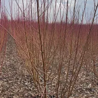 فروش پک نهال ۲۰ عددی فقط ۹۹۰ تومن