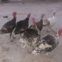 بوقلمون نر محلی