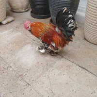 خروس مینیاتوری|حیوانات|تهران, خاک سفید|دیوار