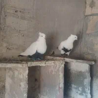 دمی|پرنده|دورود, |دیوار