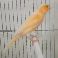 قناری معاوضه