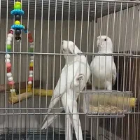 البینو مولد تضمینی