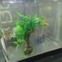 آکواریوم شرکتی|ماهی|کرج, شاهینویلا|دیوار