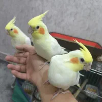 جوجه نرمه خور عروس هلندی لوتینو خالص