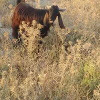 کهره نر