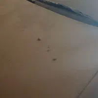 اردی صفر بیرنگ نقد اقساط صفر|خودرو سواری و وانت|ملایر, |دیوار