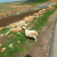 فروش یک بره نر