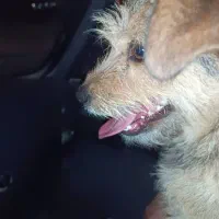 سگ خانگی زیبا و باهوش واکسن زده شناسنامه دار|سگ|کرمانشاه, |دیوار