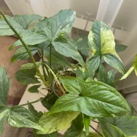 مانسترا سینگینیوم برل مارکس