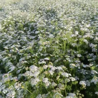 اجاره زمین آبی کشاورزی