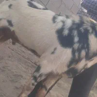 نر بز پنجابی اصل پاکستان|حیوانات مزرعه|هامون, |دیوار