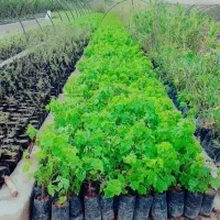 نهالستان گلخانه تولید پرورش نهال