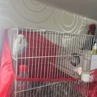 جفت کوتوله|پرنده|مشهد, کوشش|دیوار