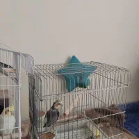 عروس هلندی|پرنده|تهران, شهرک کوهسار|دیوار