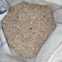 لوبیا آشی و لوبیا با کاه ولوبیا دست دوم لوبیا نو