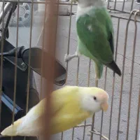 طوطی برزیلی کوتله|پرنده|ری, شهادت|دیوار