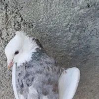 ۱۰تا طوقی جوجه و جوانه صاف و غلطدار ۲نیم نجف آباد