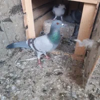 دمگیر|حیوانات|اصفهان, هفتون|دیوار