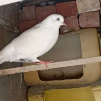 کبوتر گم شده