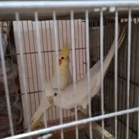 عروس هلندی|پرنده|ملایر, |دیوار